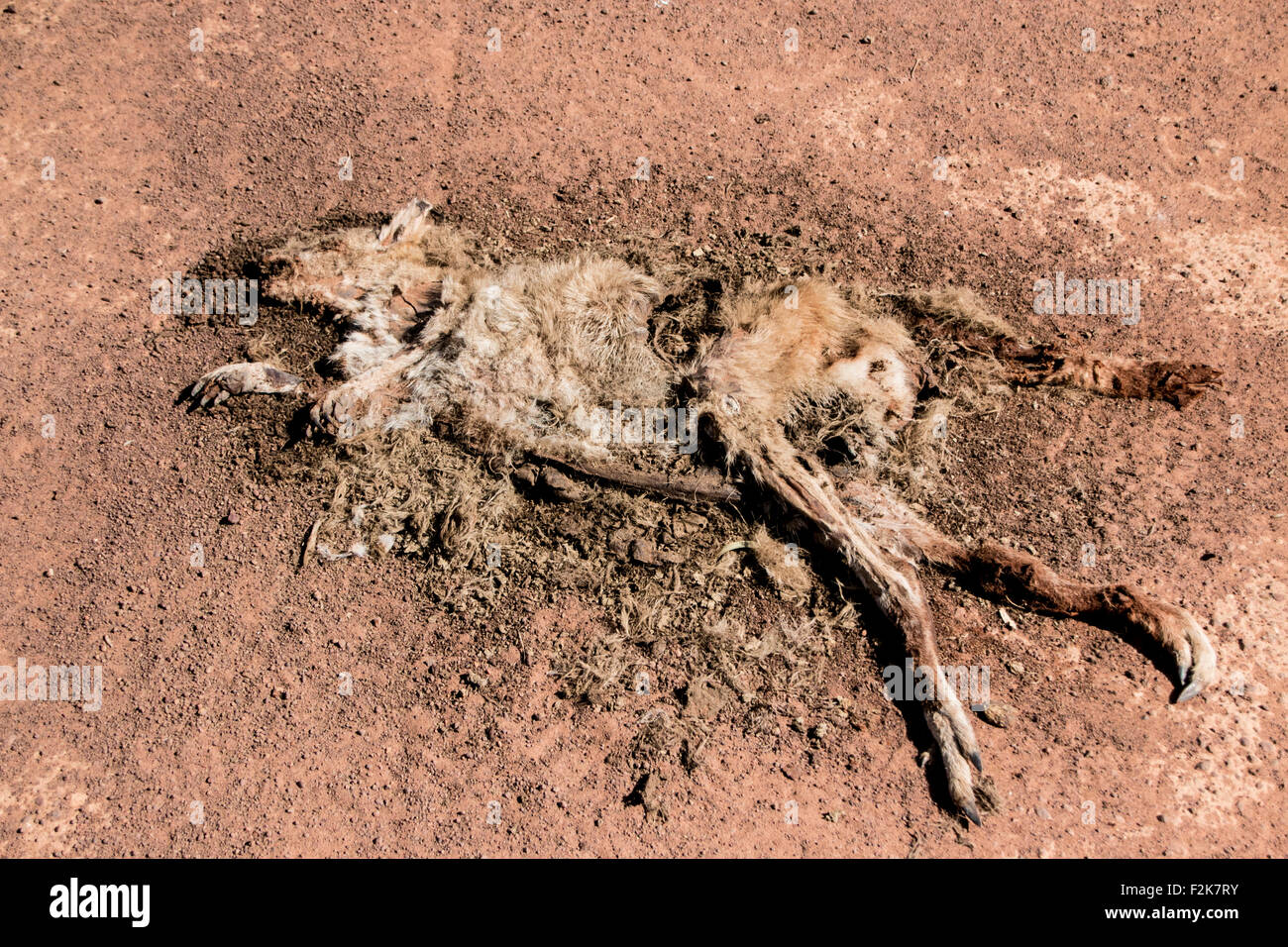 Roadkill Roo Foto Stock