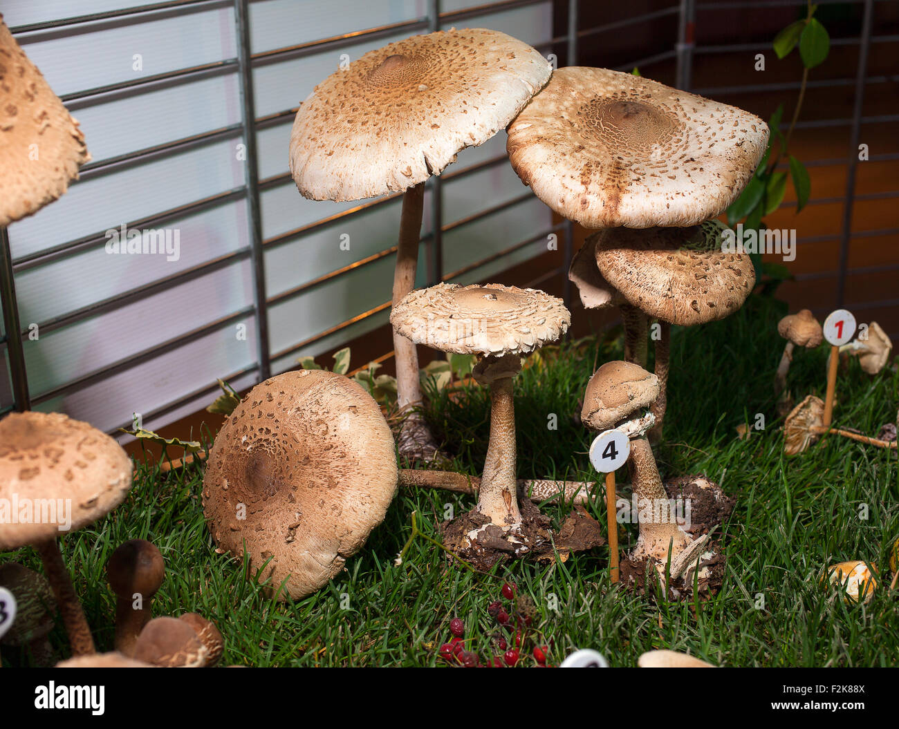 Close up di parasol mushroom - basidiomicete fungo Foto Stock