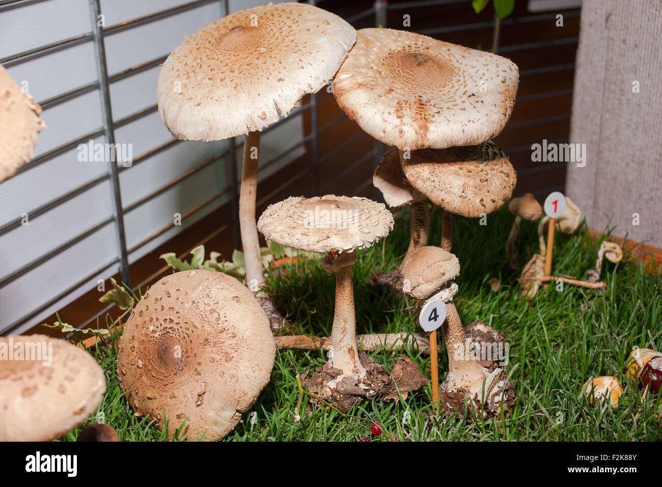 Close up di parasol mushroom - basidiomicete fungo Foto Stock