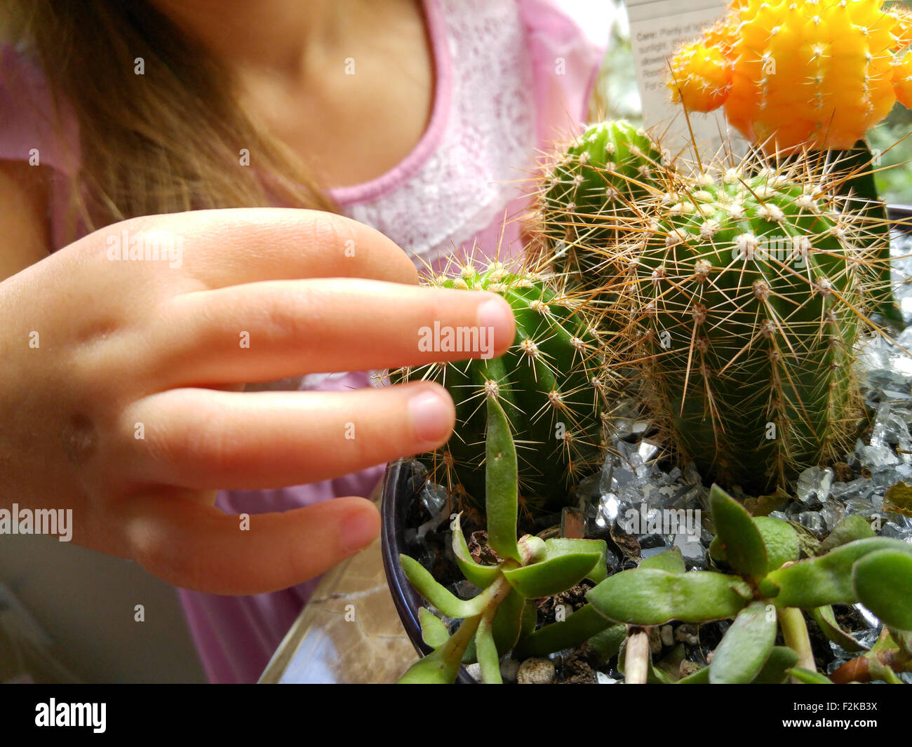Bambino esplorando la pianta di cactus. Foto Stock