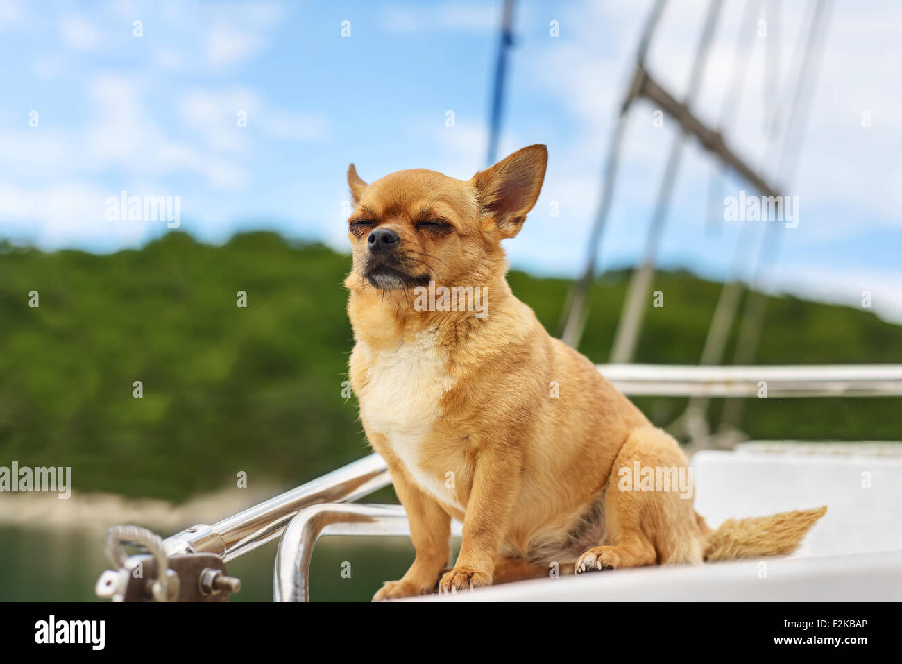 Molto soddisfatto di razza chihuahua cane con gli occhi chiusi in piacere sullo sfondo di yacht e la costa del mare. Primo piano. Foto Stock