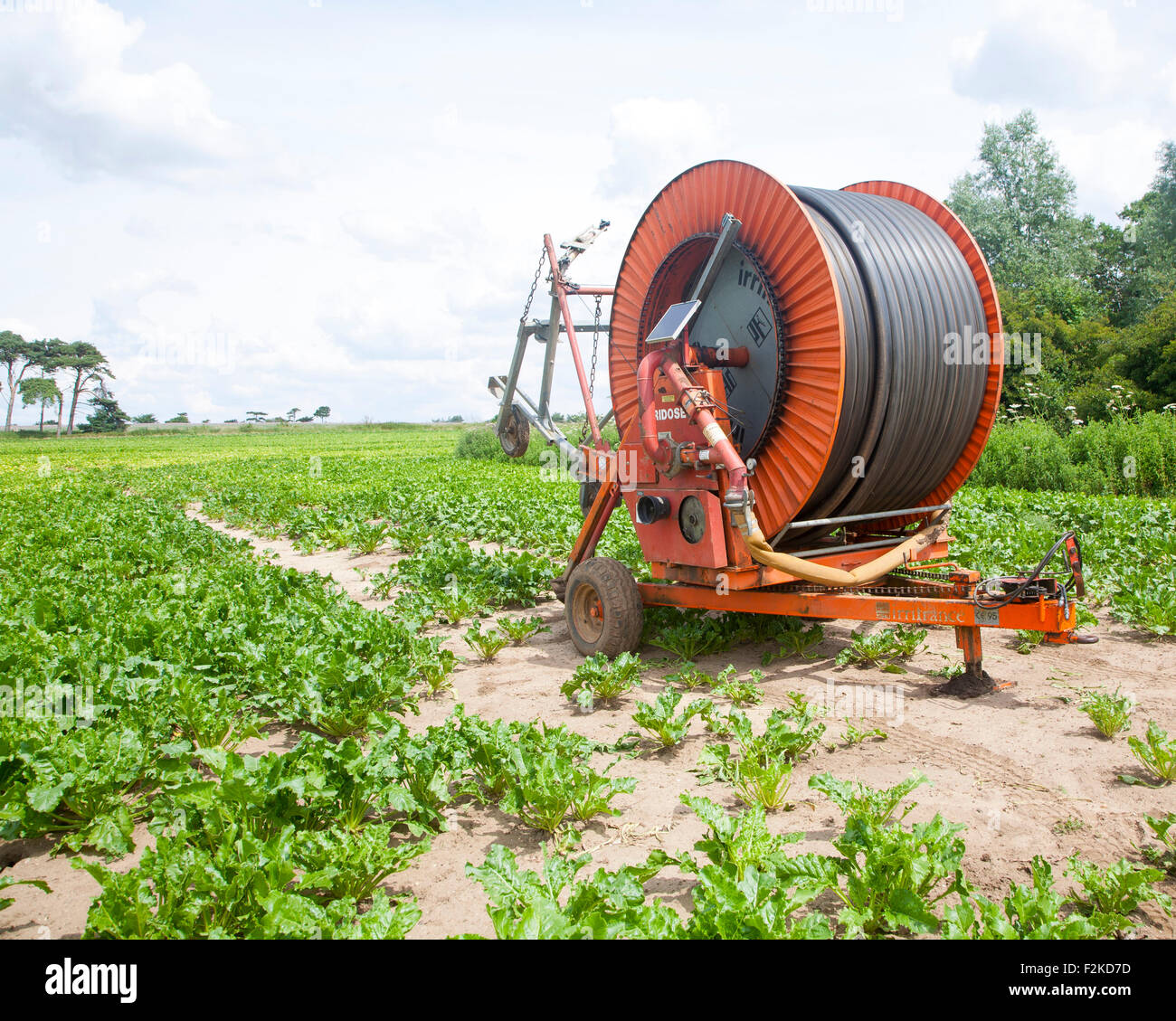 Irroratrice per irrigazione in posizione nel campo della barbabietola da zucchero, Sutton, Suffolk, Inghilterra, UK Foto Stock