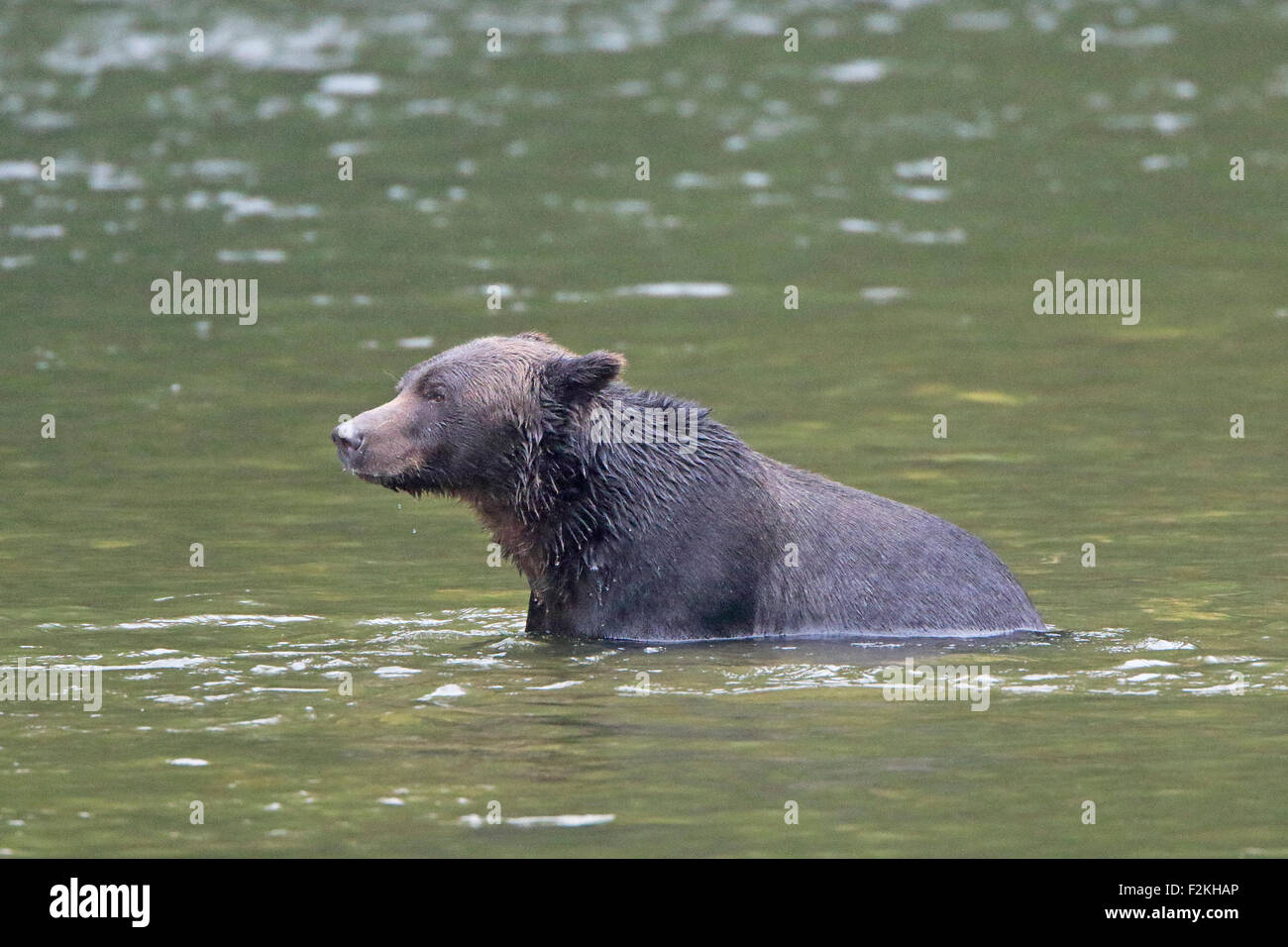 Orso grizzly in un fiume in British Columbia Foto Stock