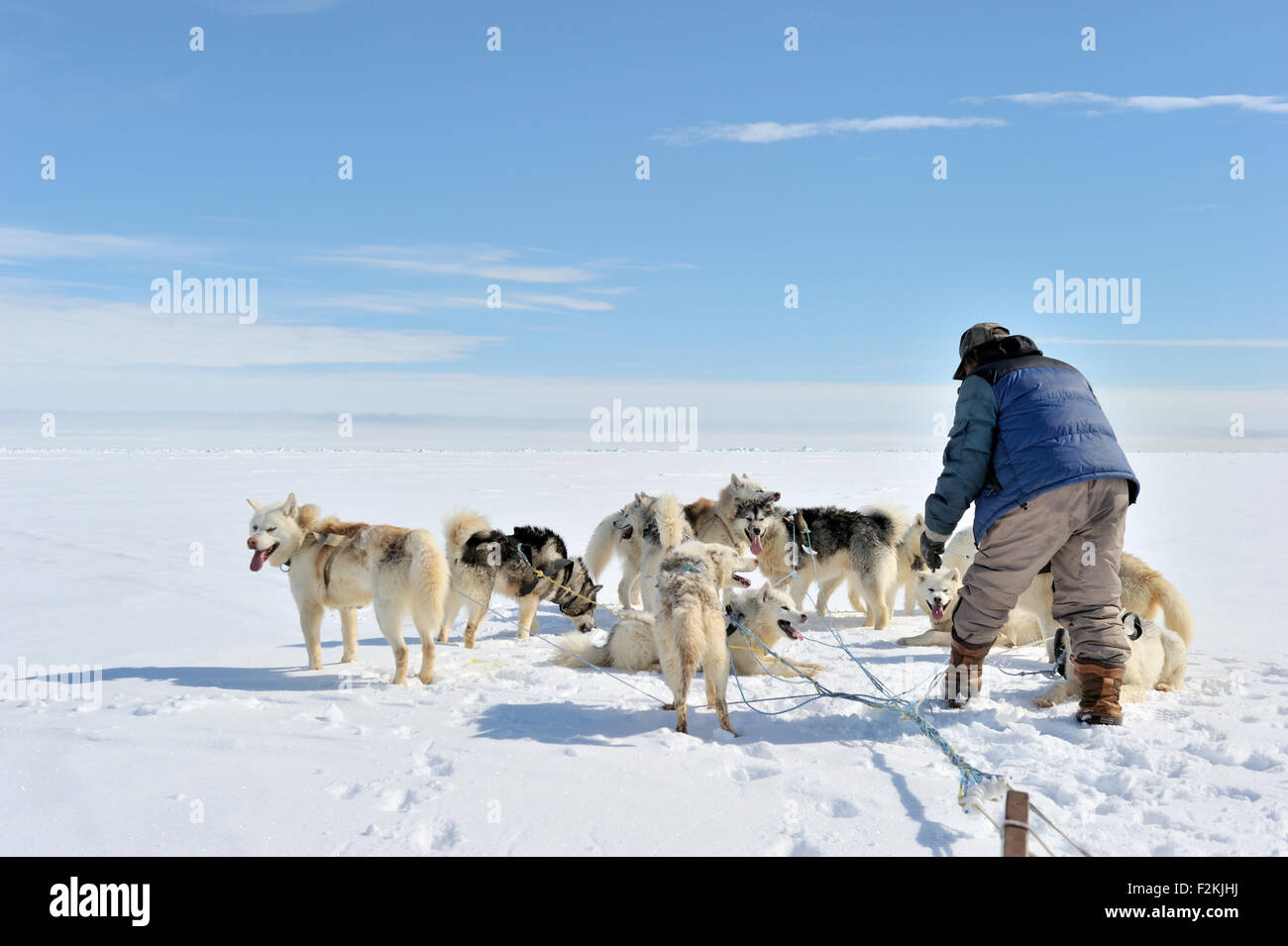 La sfilacciatura Inuit le linee dell'Husky slitte trainate da cani sul mare di ghiaccio, baia di Baffin, Nunavut, Canada. Foto Stock