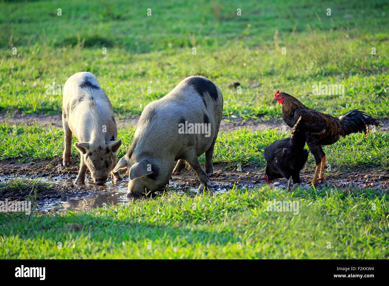 Suini domestici (Porcus domesticus), due femmine di bere da una pozzanghera, Pantanal, Mato Grosso, Brasile Foto Stock