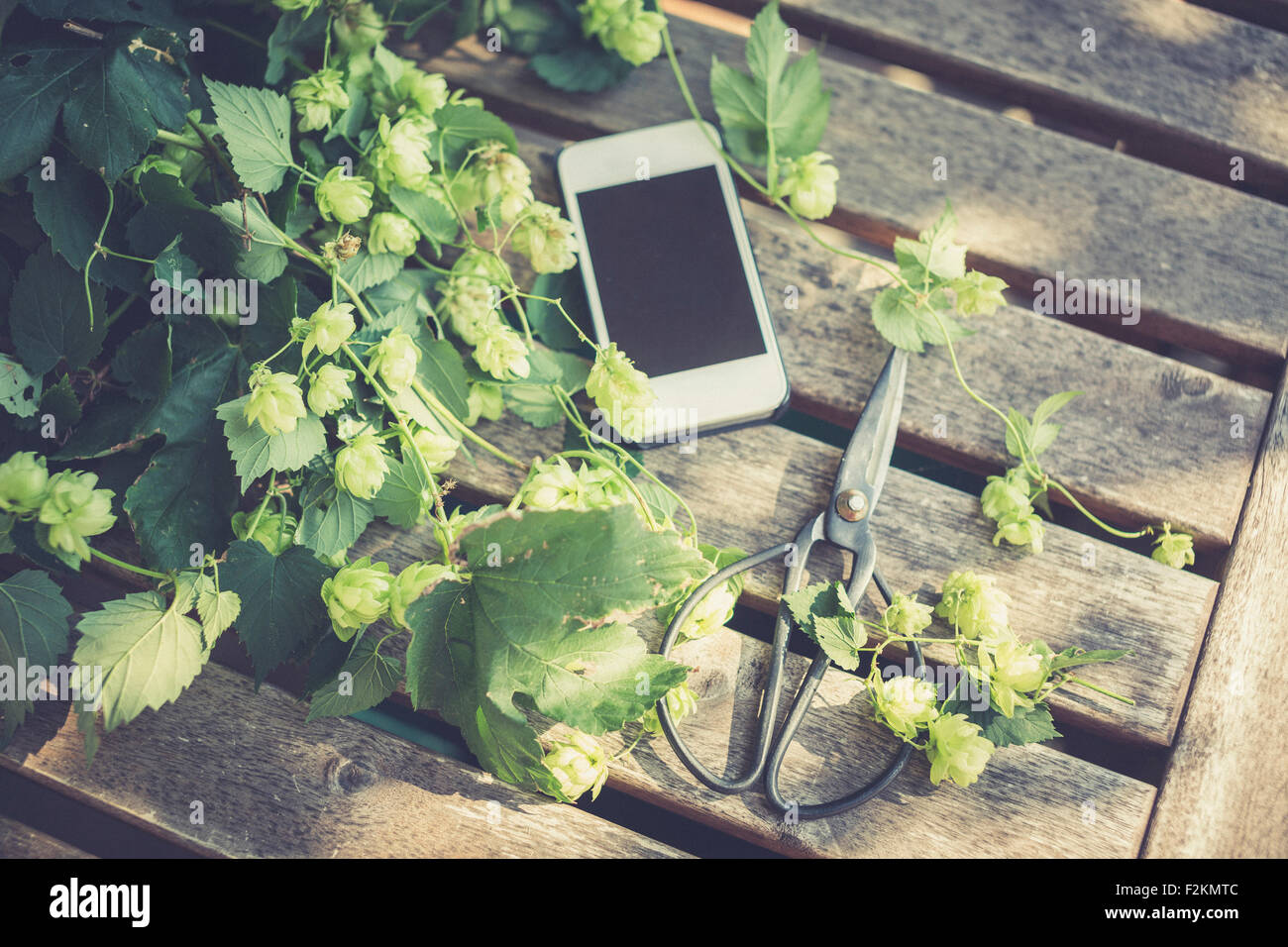 Hop viticci, forbici e lo smartphone Foto Stock
