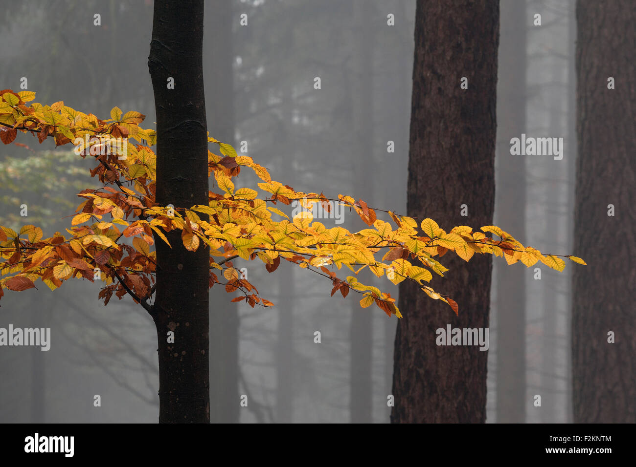 Colorato in giallo foglie su un tronco di albero in autunno, faggi, foresta, autunno boschi, nebbia, Baden-Württemberg, Germania Foto Stock