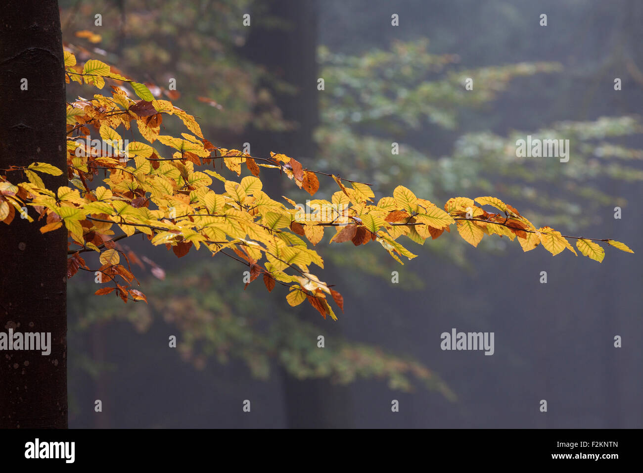Colorato in giallo foglie su un tronco di albero in autunno, faggi, foresta, autunno boschi, nebbia, Baden-Württemberg, Germania Foto Stock