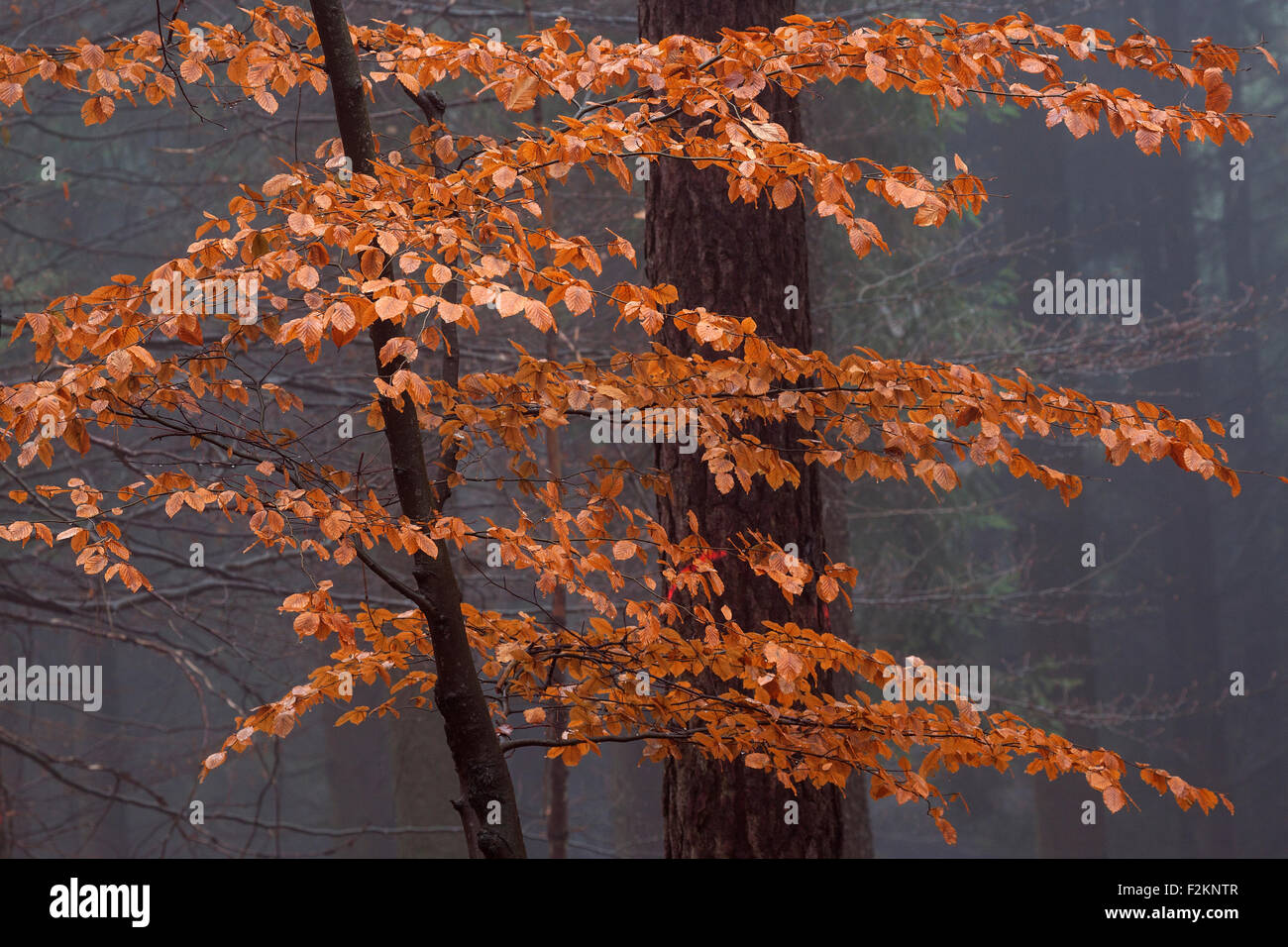 Autunno foglie colorate su un tronco di albero, foresta, autunno boschi, nebbia, Baden-Württemberg, Germania Foto Stock