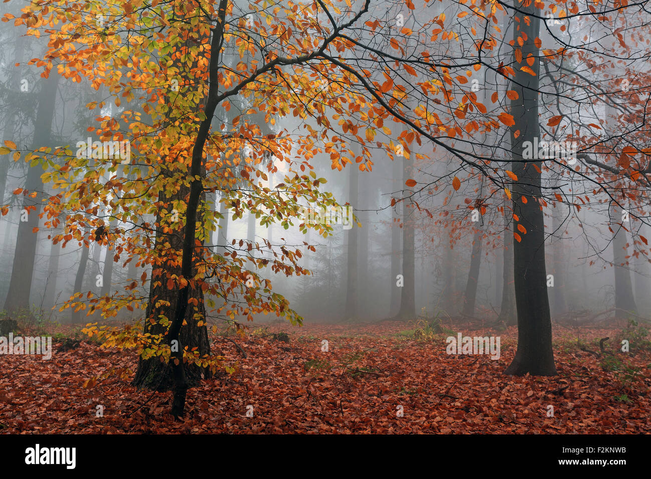 Bosco autunnale nella nebbia, vivacemente colorati, foglie di autunno foresta, alberi, Baden-Württemberg, Germania Foto Stock
