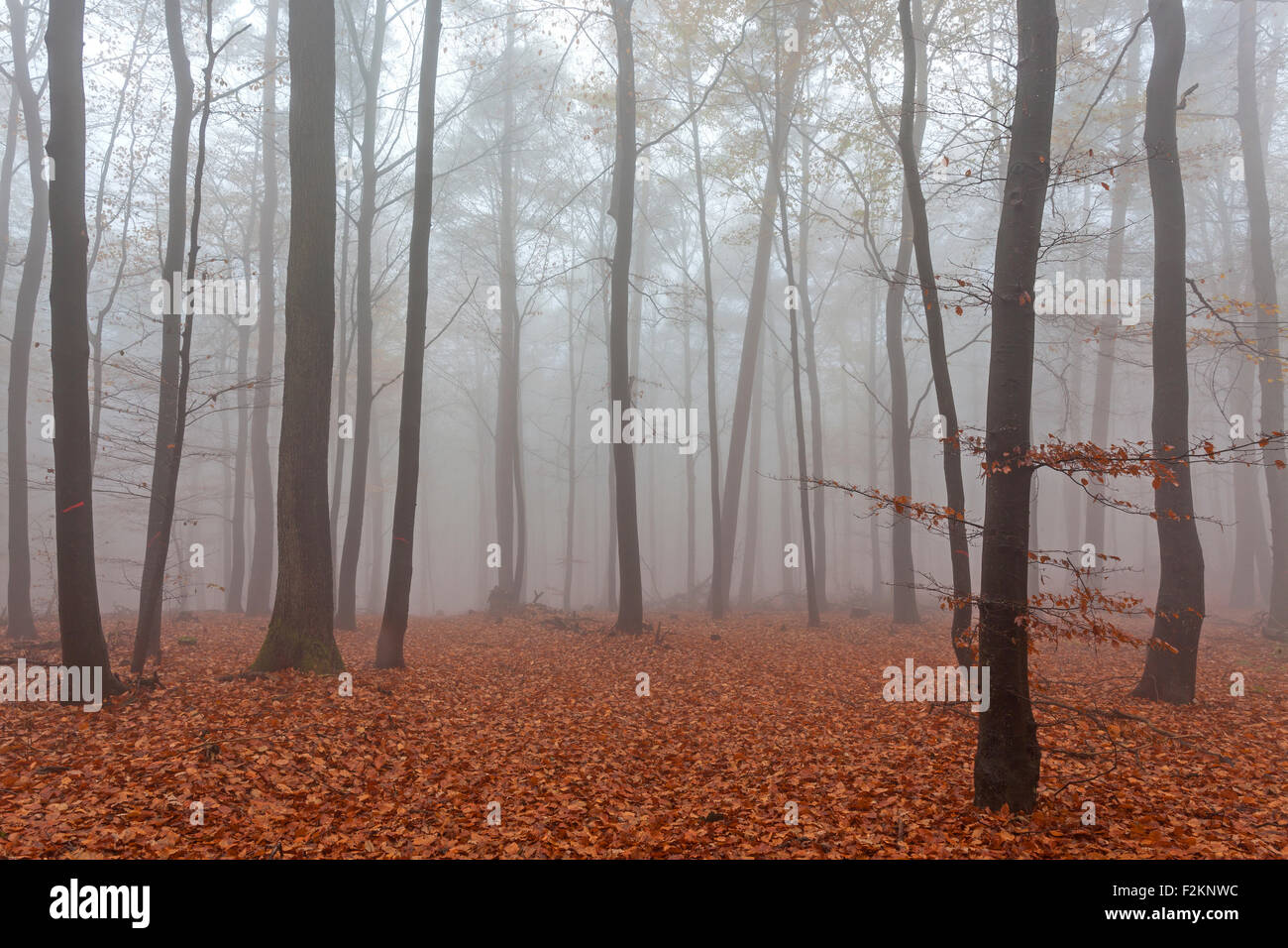 Bosco autunnale nella nebbia, foglie colorate sul suolo della foresta, foresta autunnale, alberi, Baden-Württemberg, Germania Foto Stock