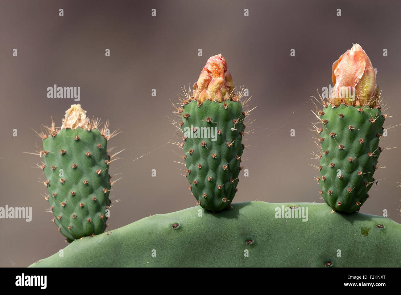 Ficodindia cactus (Opuntia ficus-indica), Opuntia, ficodindia con la coltivazione di frutta, Gran Canaria Isole Kanaische, Spagna Foto Stock