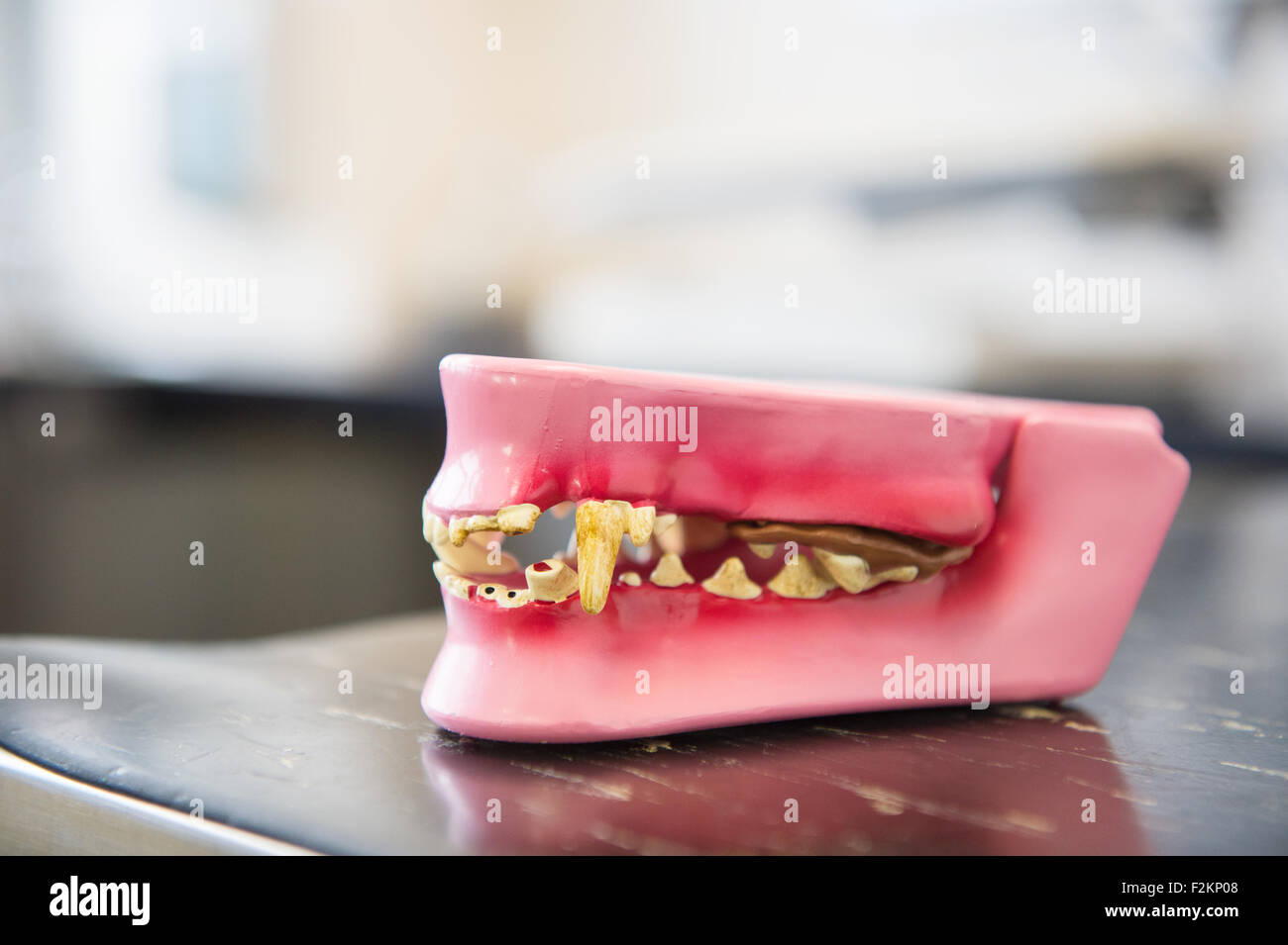 Campione di denti sporchi di un cane Foto Stock