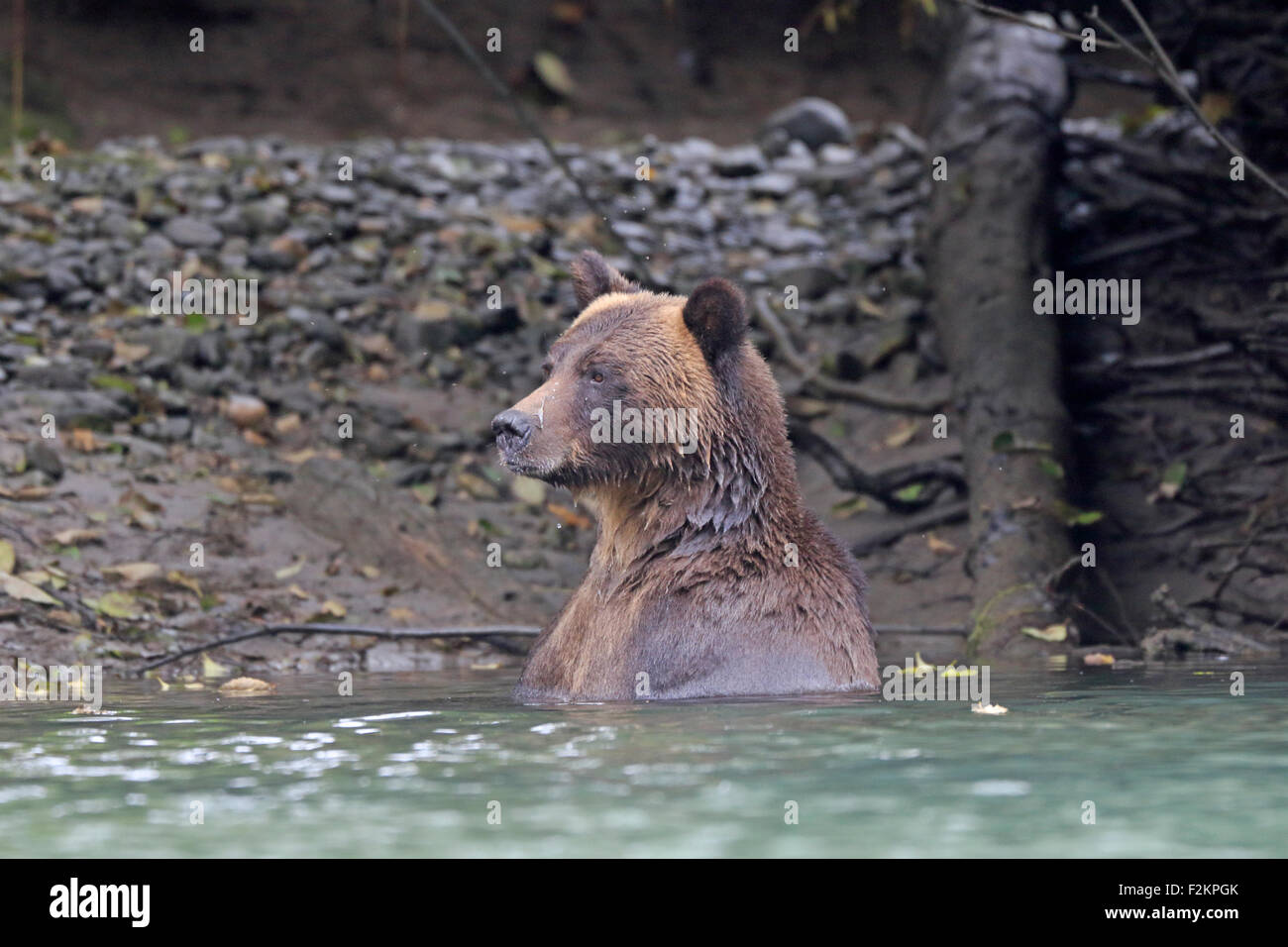 Orso grizzly parzialmente sommerso in un fiume in British Columbia Foto Stock