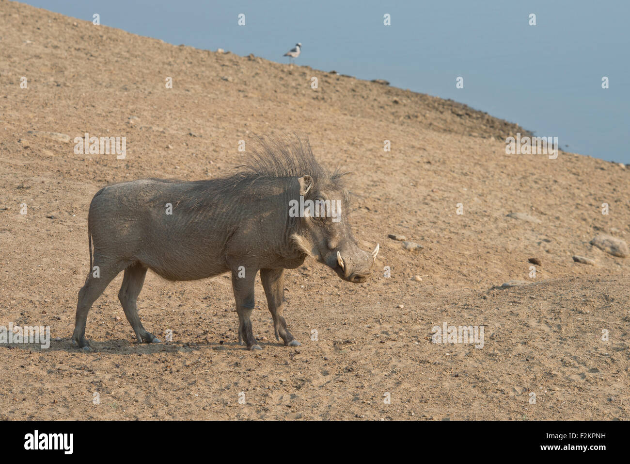 Warthog (Phacochoerus africanus), con la criniera bloccata, Okapuka Ranch, distretto di Windhoek, in Namibia Foto Stock