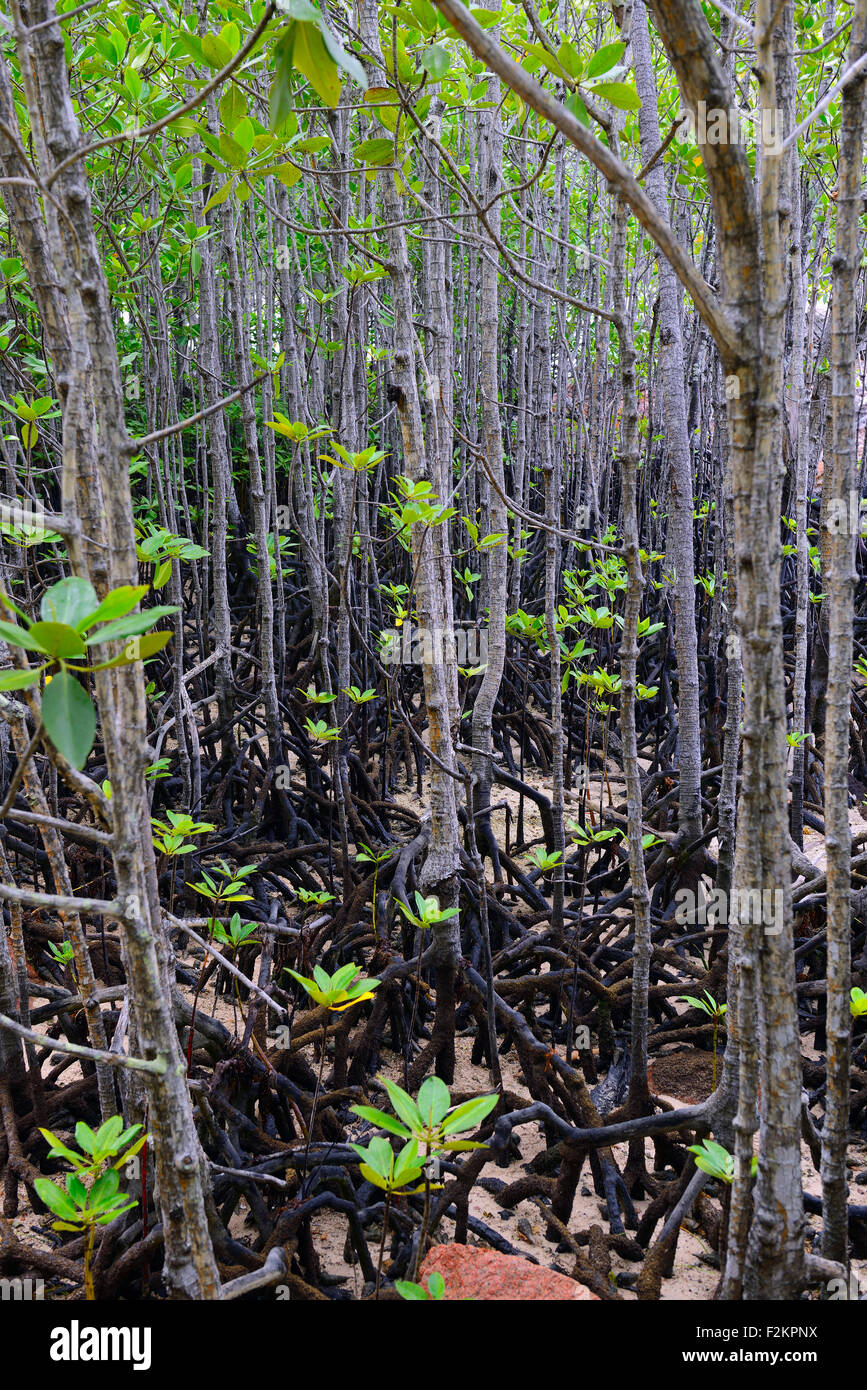 Mangrovie (Avicennia marina) a bassa marea, Isola Curieuse, Seicelle Foto Stock