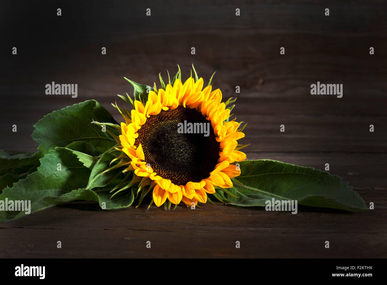 Girasole, Helianthus annuus, su legno Foto Stock