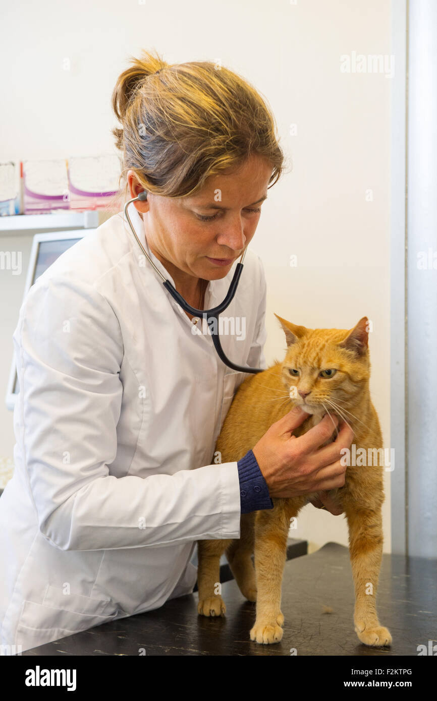 Veterinario è l'esame di un gatto rosso ed è ascoltare il battito cardiaco Foto Stock