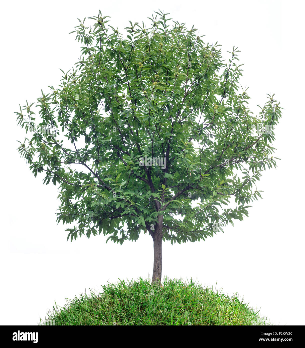 Albero di castagno isolato su sfondo bianco Foto Stock