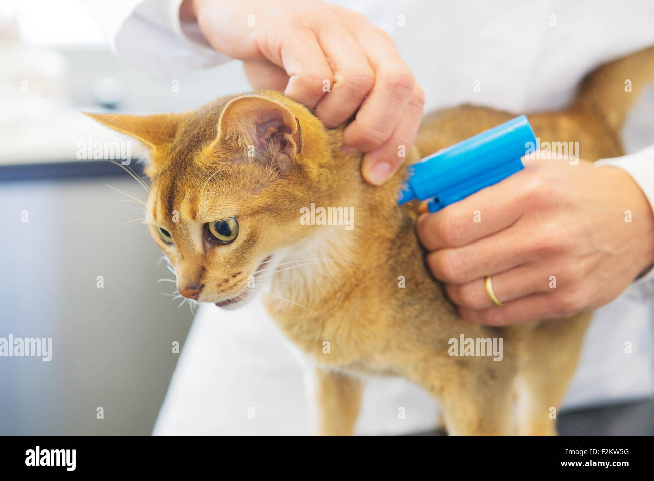 Impianto di microchip per il gatto dal veterinario Foto Stock