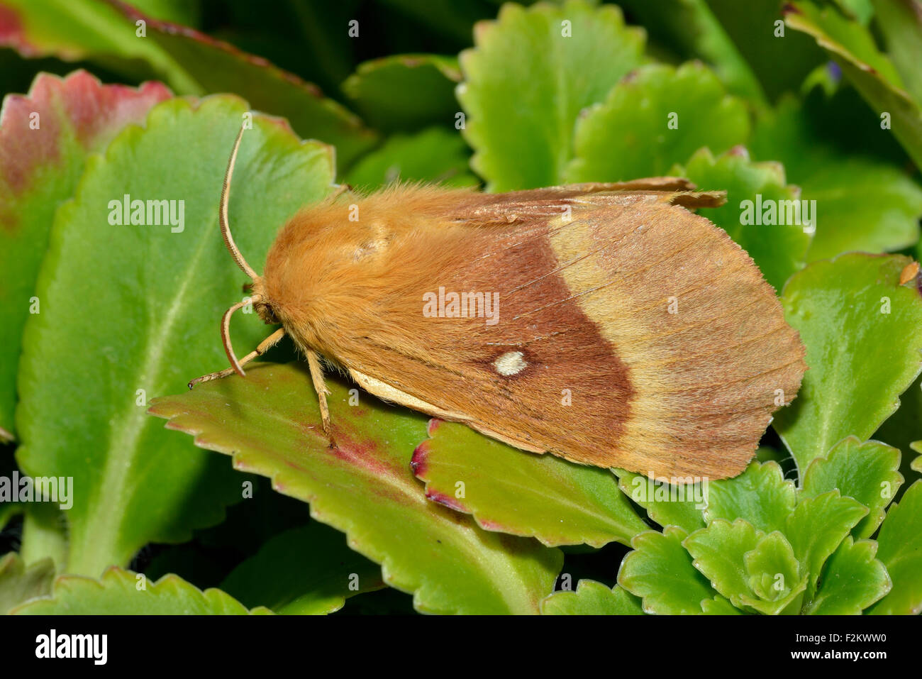 Oak Eggar Moth - Lasiocampa quercus Foto Stock