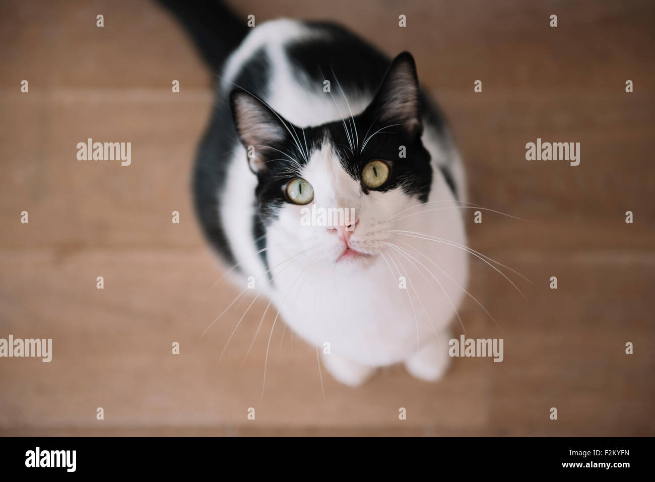 Ritratto di bianco e nero gatto seduto sul pavimento in legno cercando Foto Stock