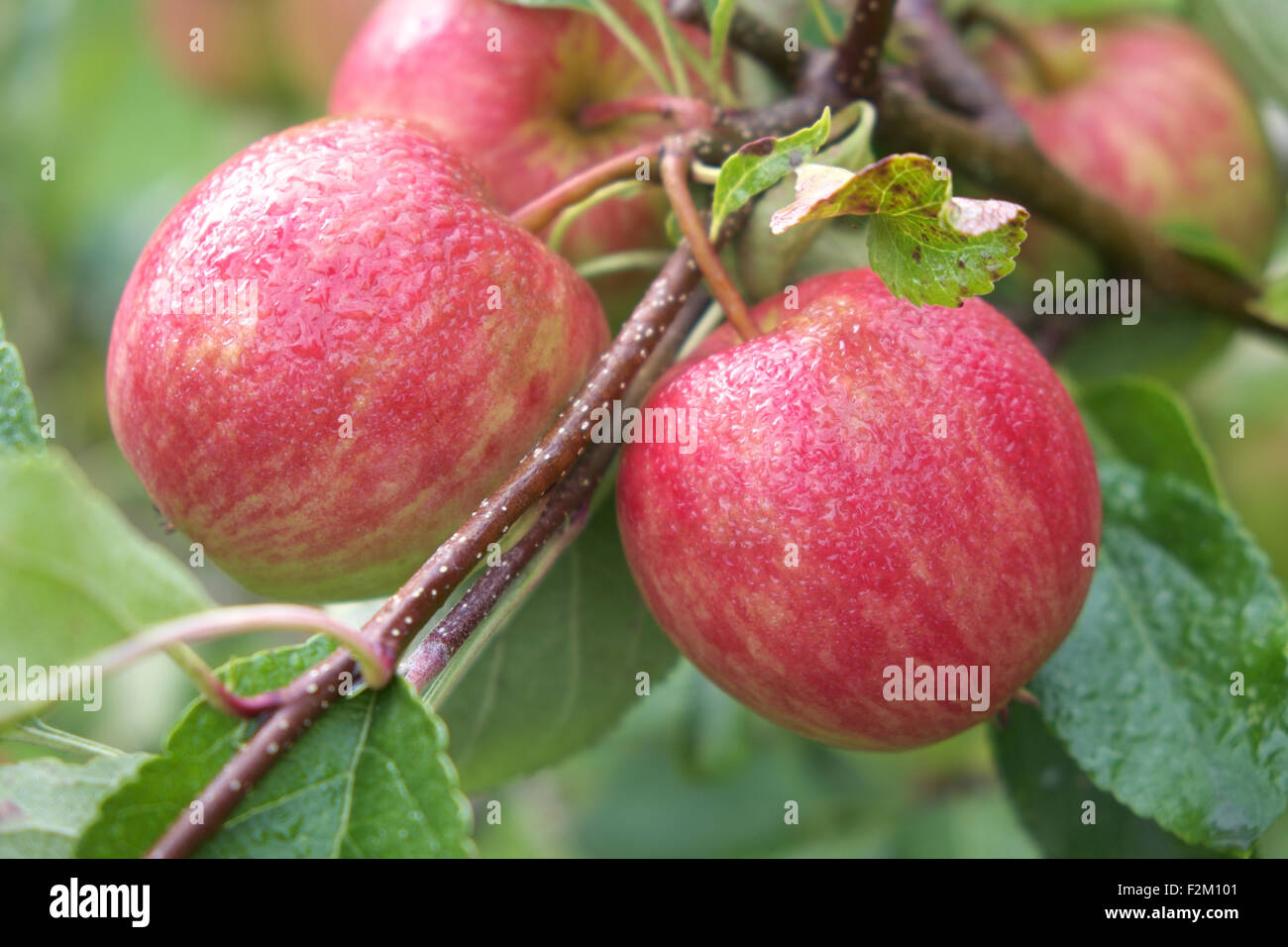 English Apples coperto di rugiada del mattino quasi mature nel mese di settembre in Herefordshire UK Foto Stock