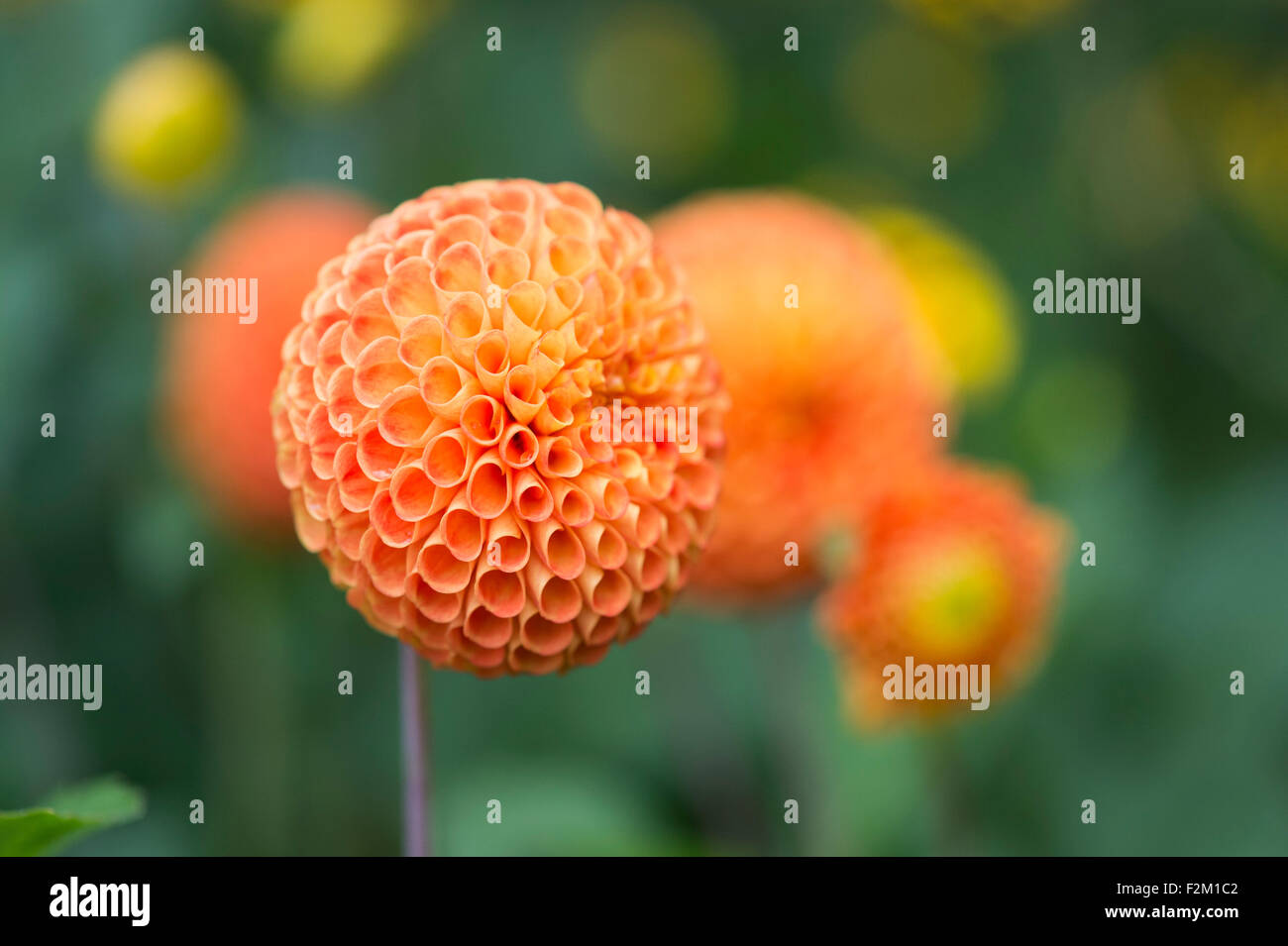 Dahlia 'Bantling' Fiore. Pompon Dahlia Foto Stock