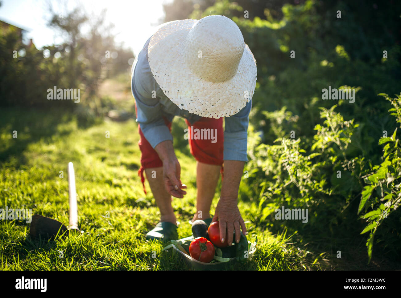 Senior donna con cappello di paglia lavorando nel suo giardino Foto Stock