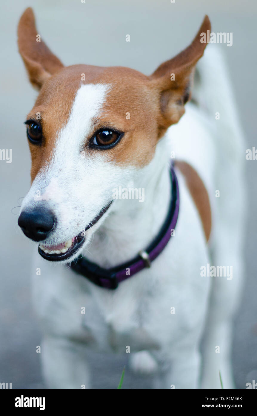 Black And White Jack Russel Immagini E Fotos Stock Alamy