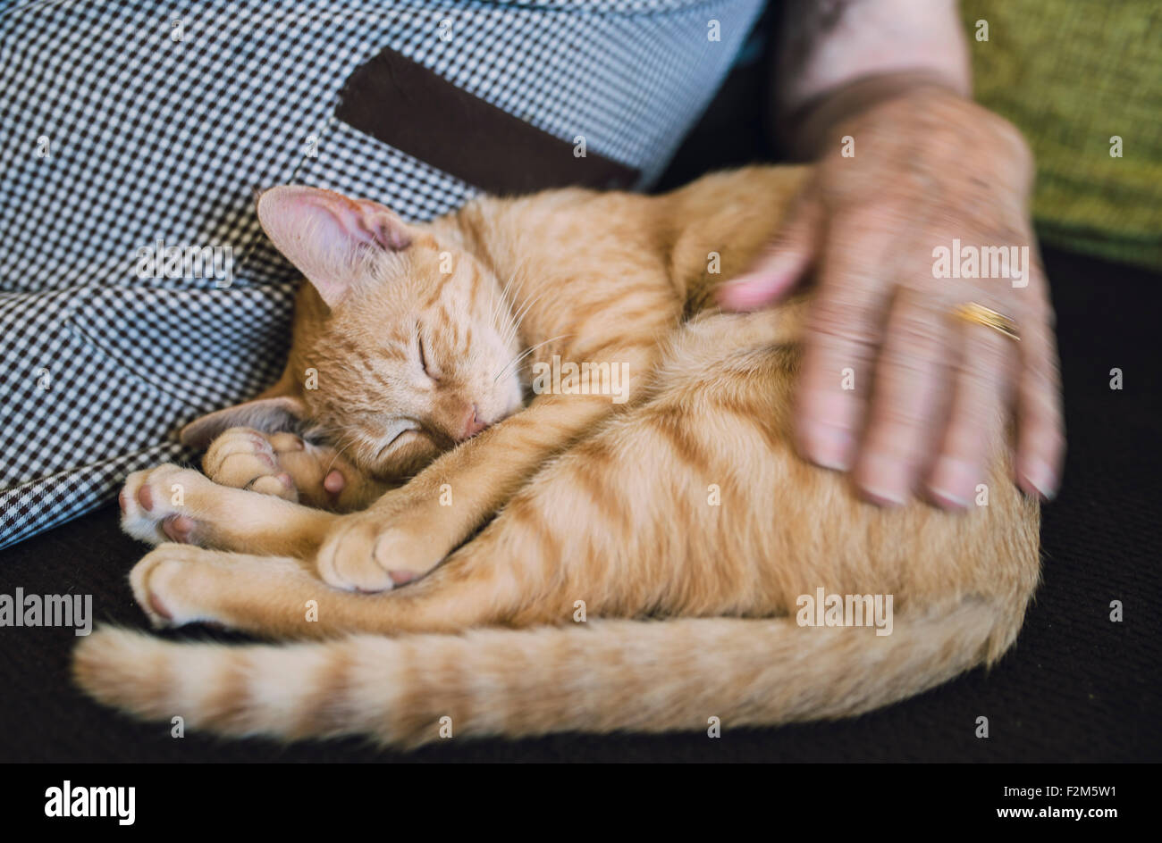 Senior donna stroking sleeping tabby kitten sul lettino Foto Stock