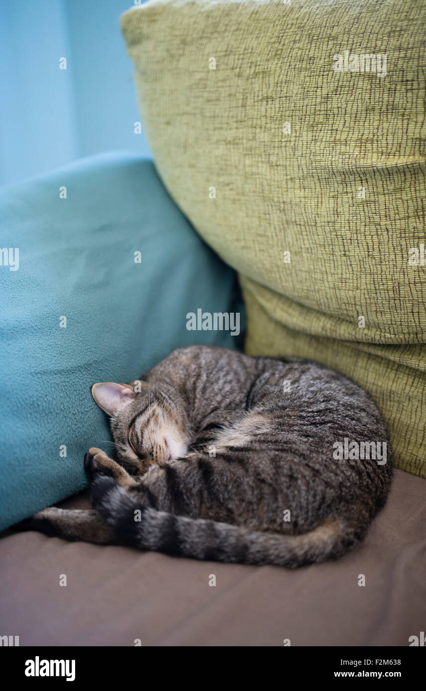 Tabby cat dormire in un angolo di un lettino a casa Foto Stock