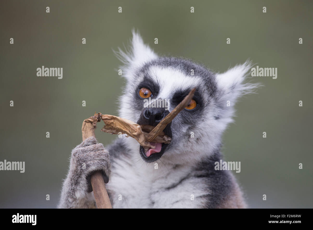 Madagascar, ritratto del lemure mangiare a Anja Reserve Foto Stock