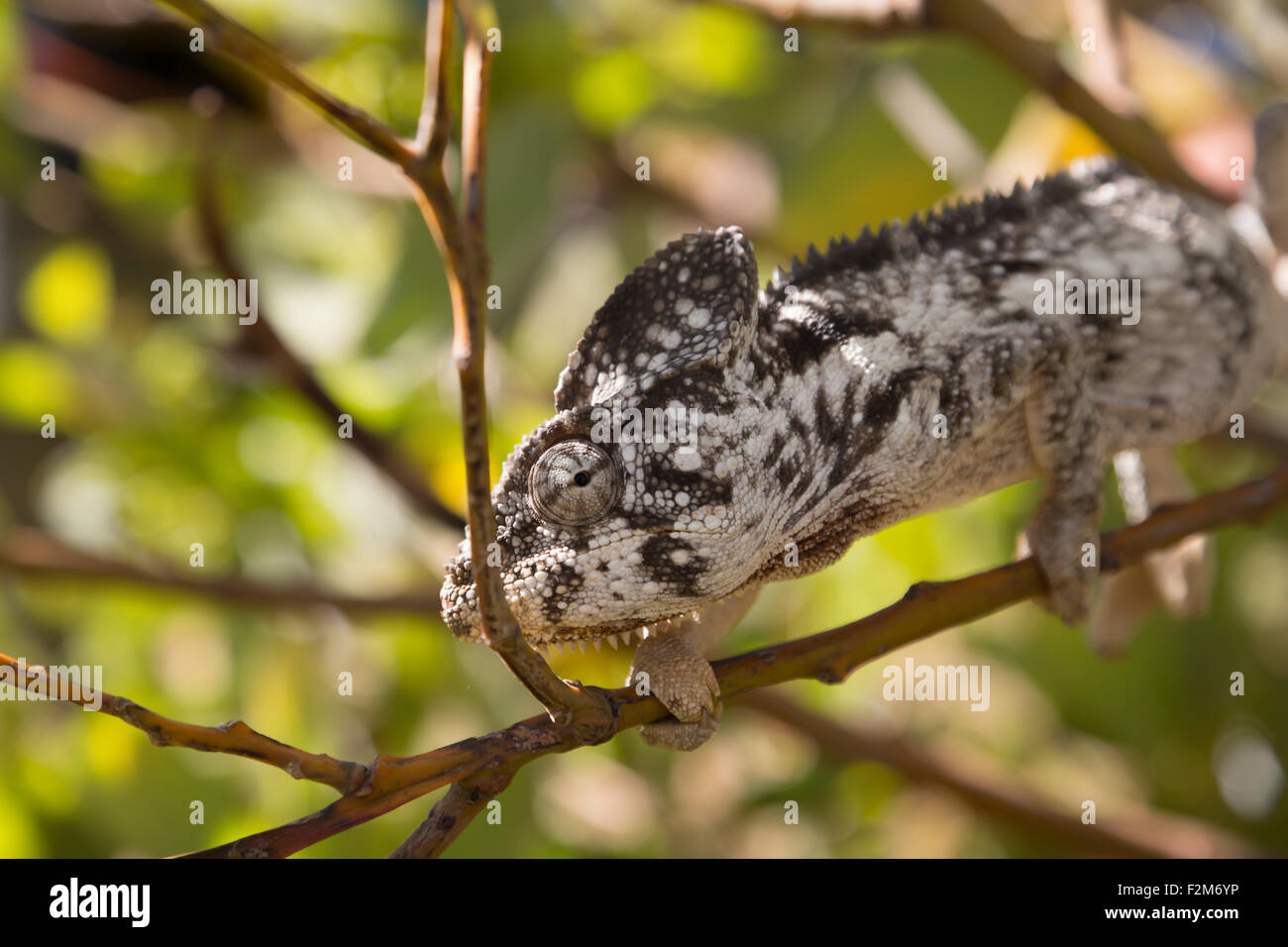 Africa e Madagascar, malgasce camaleonte gigante seduto sul ramo Foto Stock