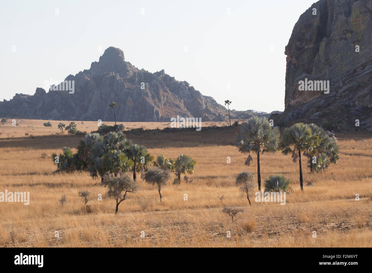 Africa e Madagascar, palme di fronte Isalo montagne Foto Stock