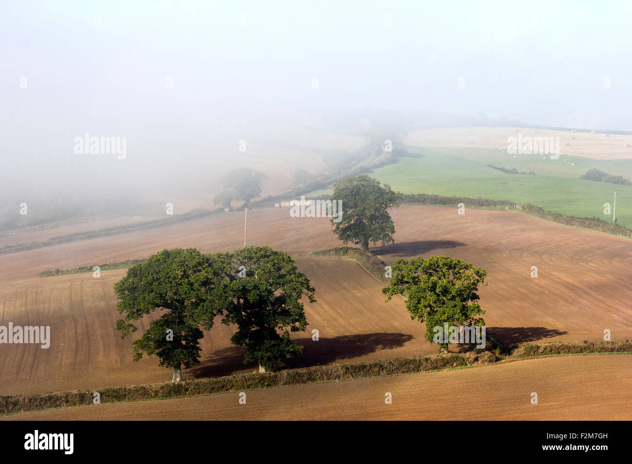 Siepi e alberi di quercia nel Devon campi nella nebbia di mattina,devon siepe,spider web,rovo,oak,devon banche vicino Dunsford,Teign V Foto Stock Siepi e alberi di quercia nel Devon campi nella nebbia di mattina,devon siepe,spider web,rovo,oak,devon banche vicino Dunsford,Teign V Foto Stock