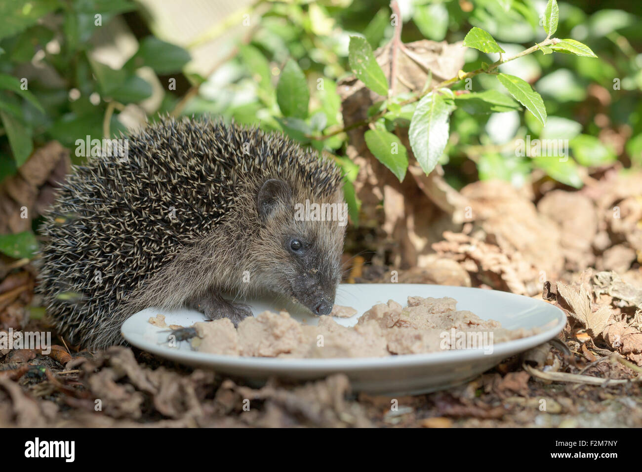 Riccio di mangiare alimenti per gatti off una piastra in un giardino Foto Stock