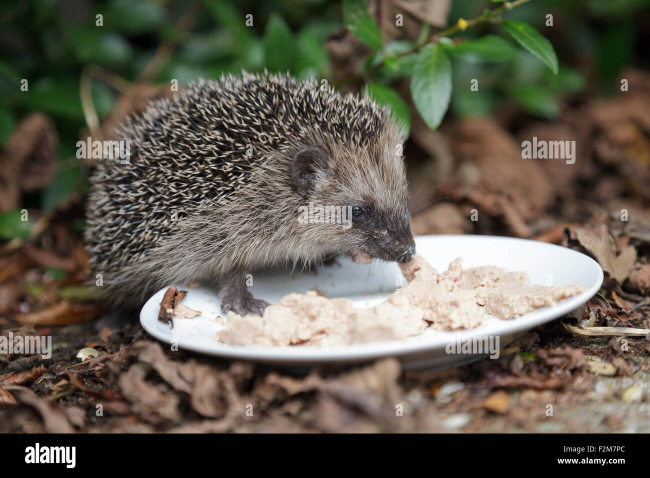 Riccio di mangiare alimenti per gatti off una piastra in un giardino Foto Stock