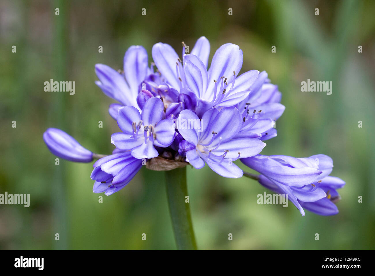 Agapanthus fiori. Foto Stock