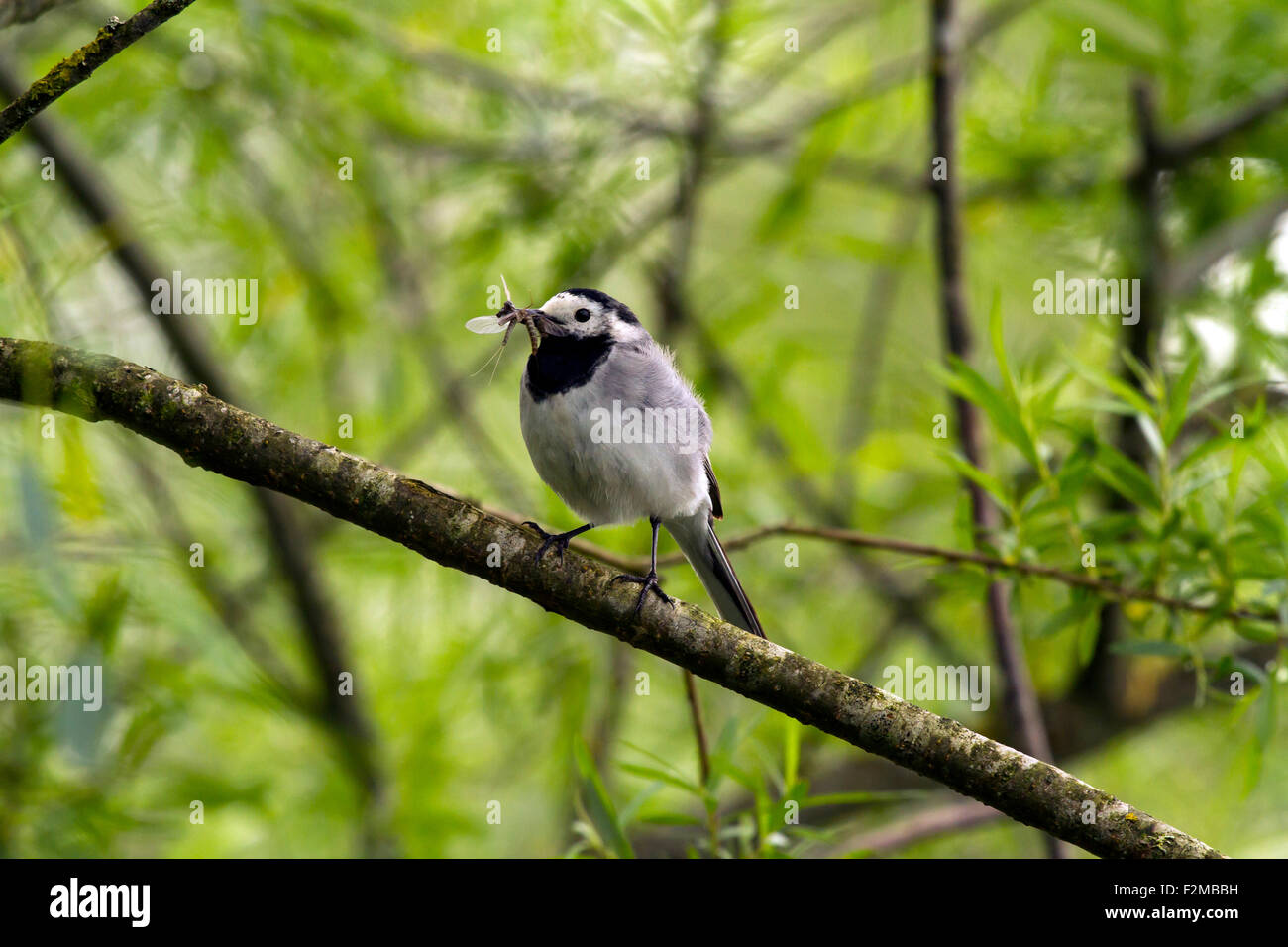 White wagtail, Motacilla alba, con la larva di libellula Foto Stock