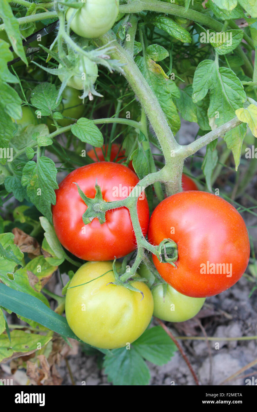 Bel rosso dei pomodori appesi al ramo in giardino Foto Stock