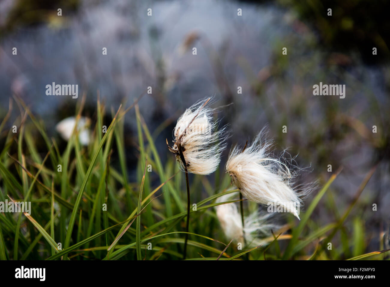 Scheuchzer's cottongrass o cottongrass bianco Foto Stock