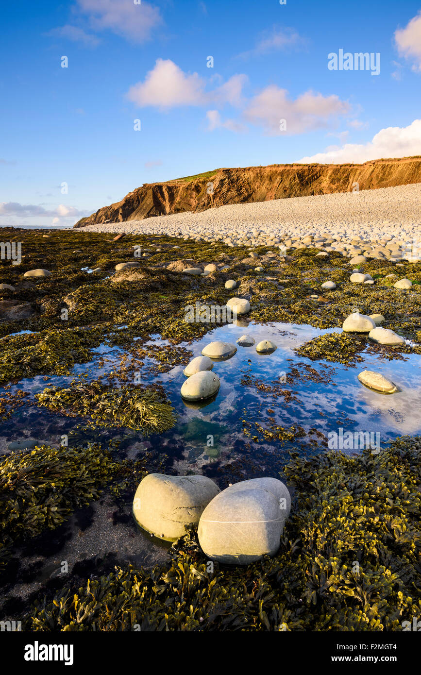 Gamma Cornborough e Cornborough scogliera sulla North Devon Coast vicino Abbotsham, Inghilterra. Foto Stock