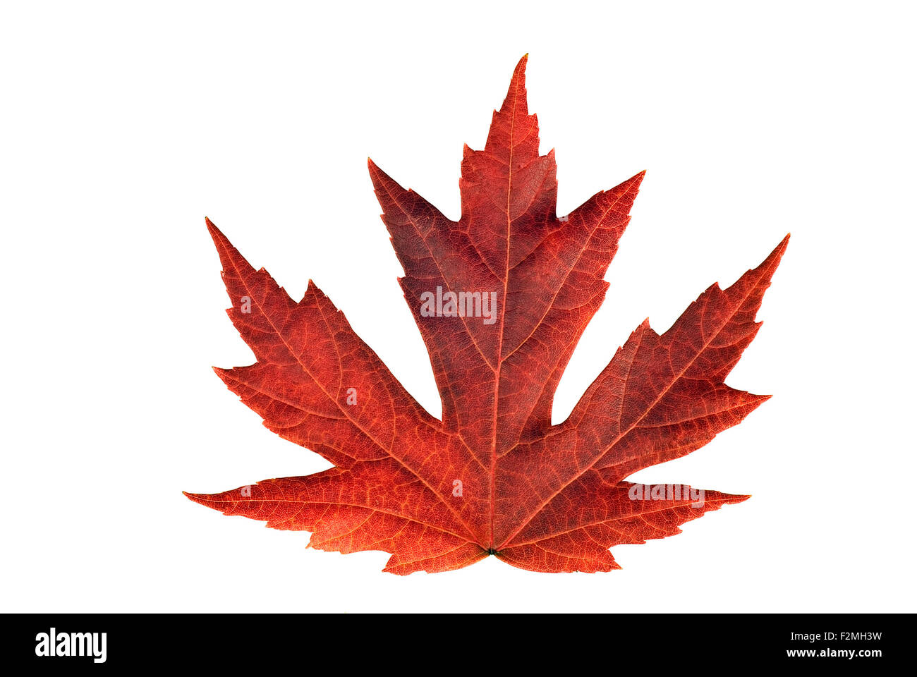 Full Size rendering della bella giapponese maple leaf durante la stagione autunnale vivacemente colorato su sfondo bianco. Foto Stock