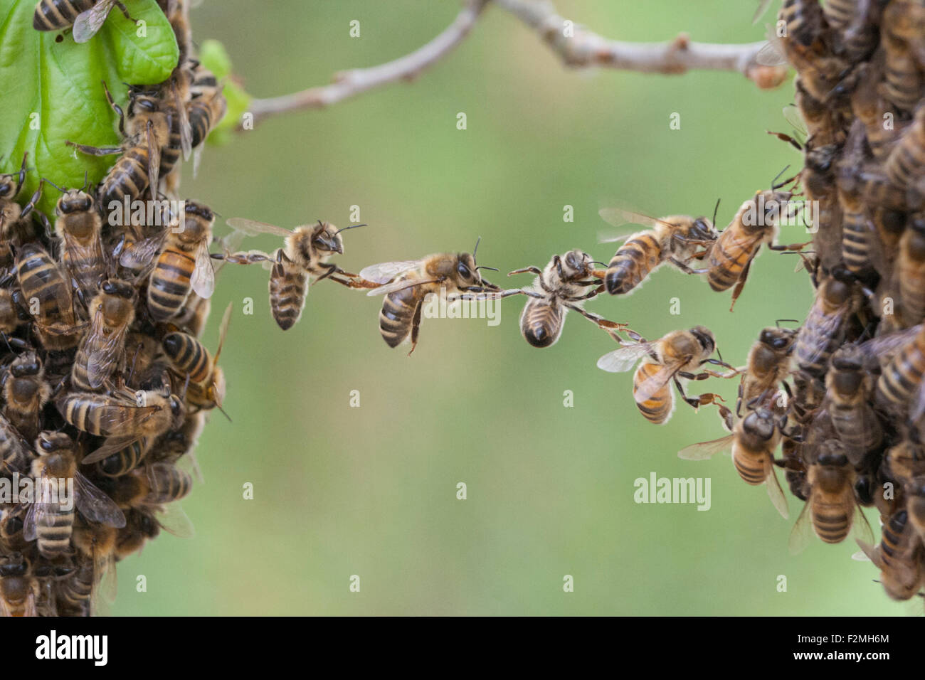 La fiducia nel lavoro di squadra di api che collega due bee sciame di parti. Metafora per il business, il lavoro di squadra, il partenariato, la cooperazione, la fiducia, la comunità, colmare il divario. Foto Stock