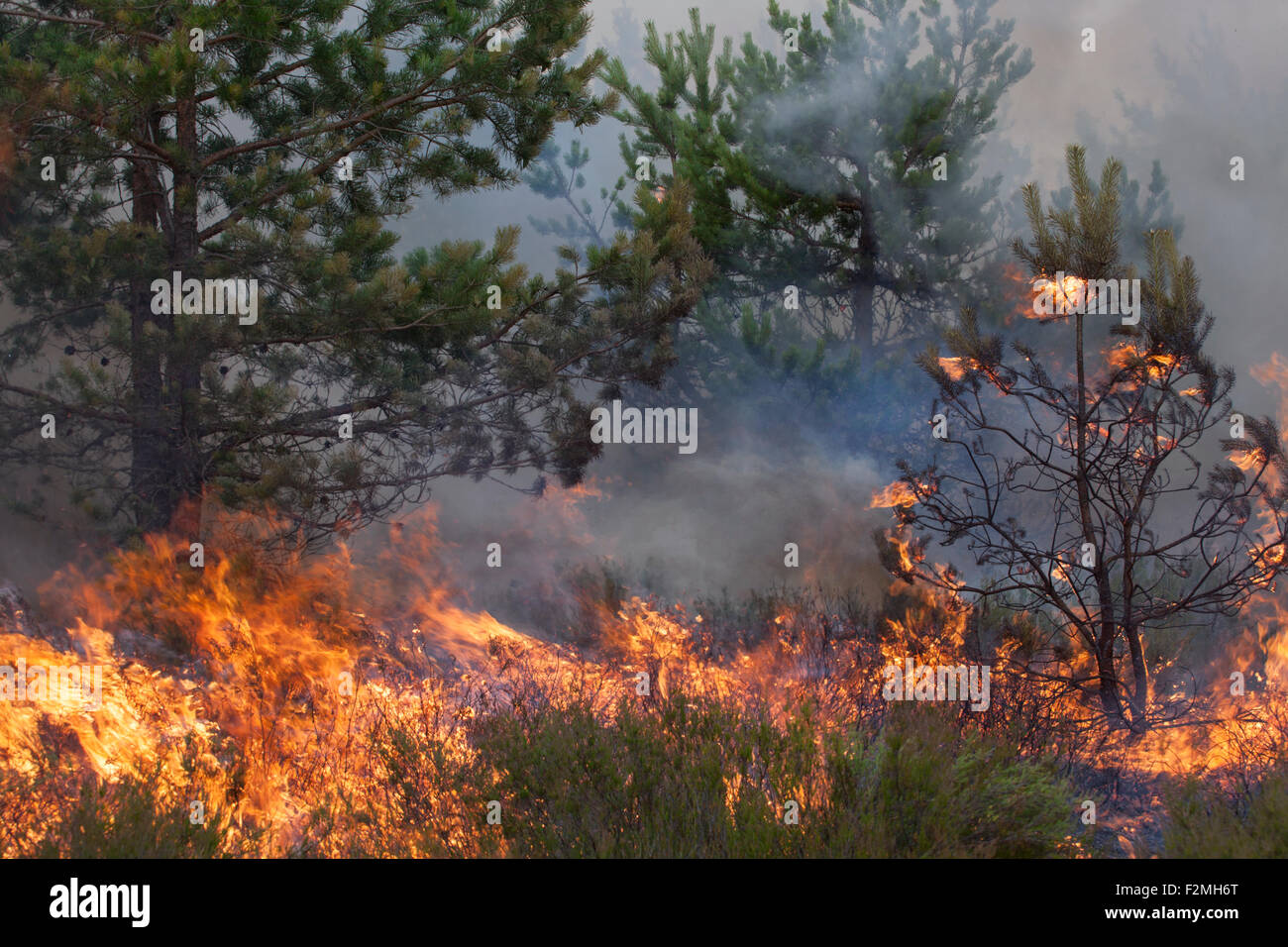 Incendio boschivo Foto Stock