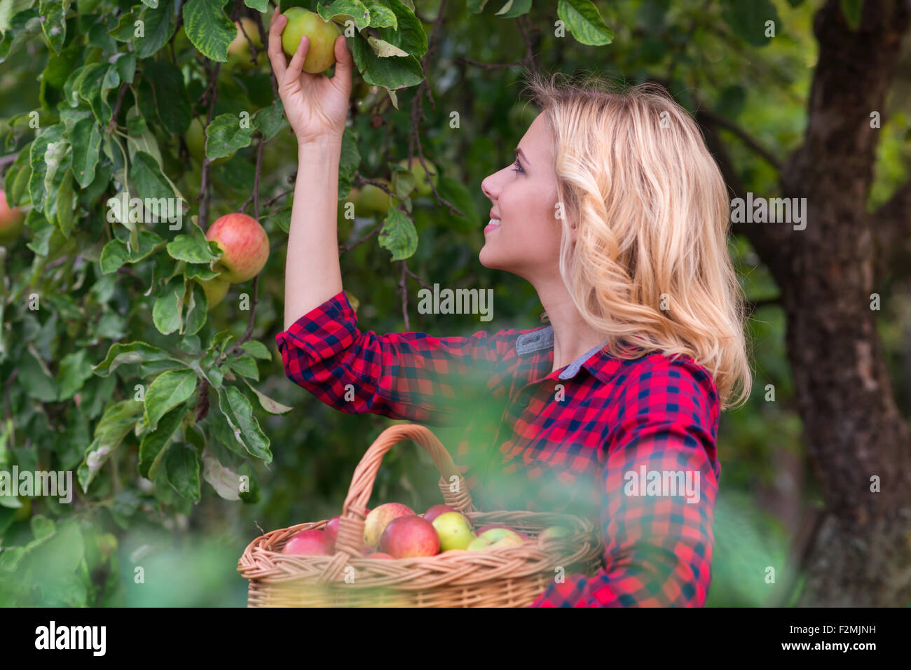 Bella giovane donna in maglietta rossa la raccolta di mele Foto Stock