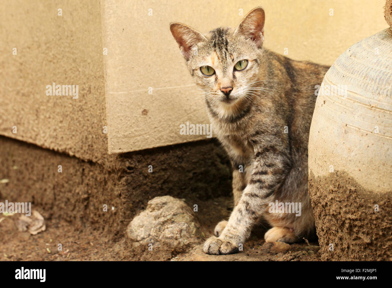 Il gatto è circa di agire moody. Privacy richiesti in una sola volta! Foto Stock