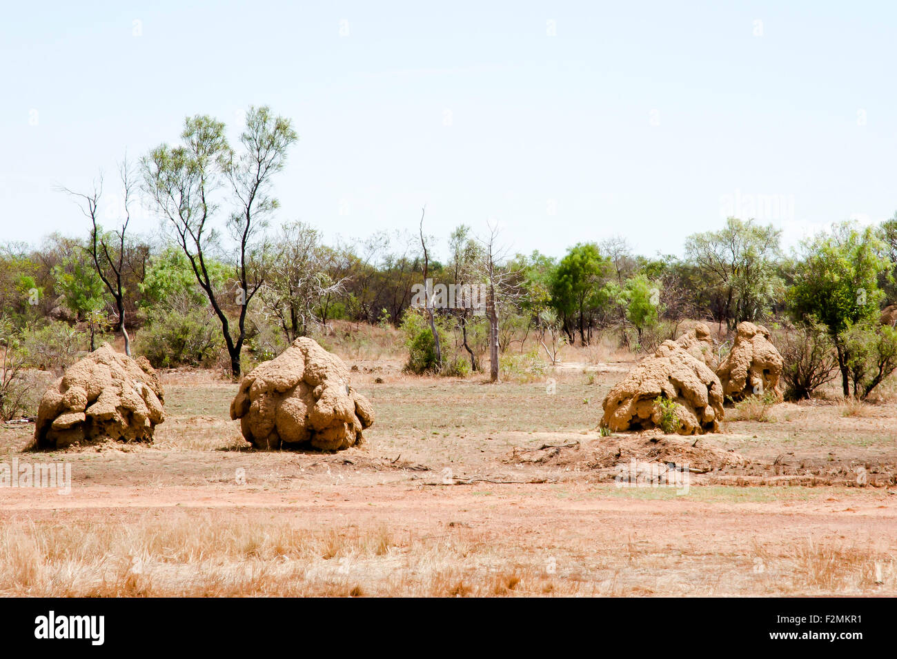 Termite tumuli - Australia Foto Stock