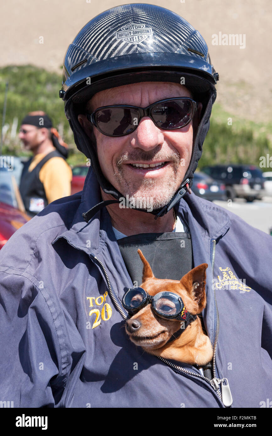 Harley-Davidson helmeted biker e la sua biker Chihuahua. Il cane è in  condizioni di sicurezza nascosto nel suo padrone la giacca e indossare gli  occhiali di protezione Foto stock - Alamy